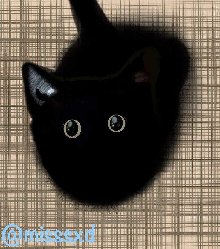 Black Cat