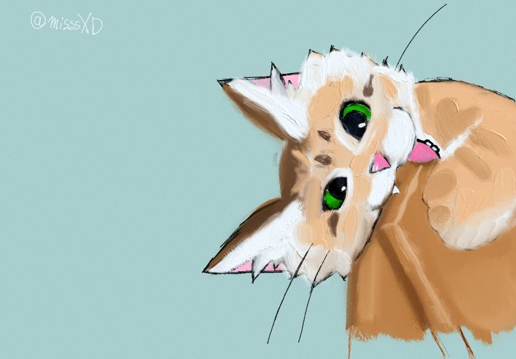 Cute cat