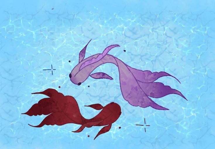 Koi